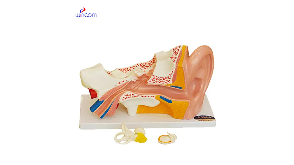 mediese driedimensionele modelle